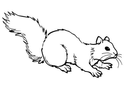 Grey Squirrel On Ground Coloring Page